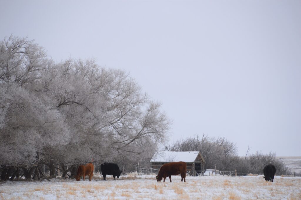 cows winter grazing near old barn